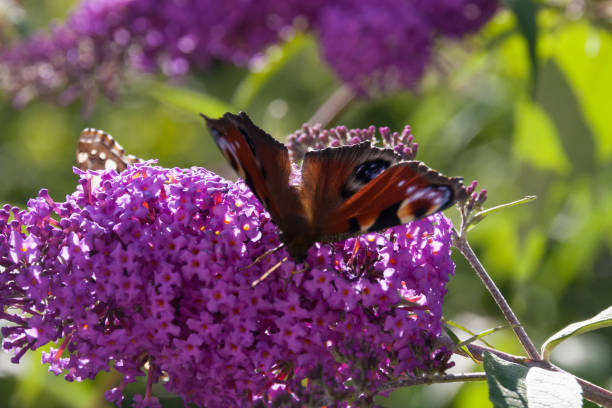 istock butterfly in summer on butterfly bush 676497538
