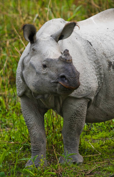 istock Wild Great one-horned rhinoceros is standing on the grass. 676497580