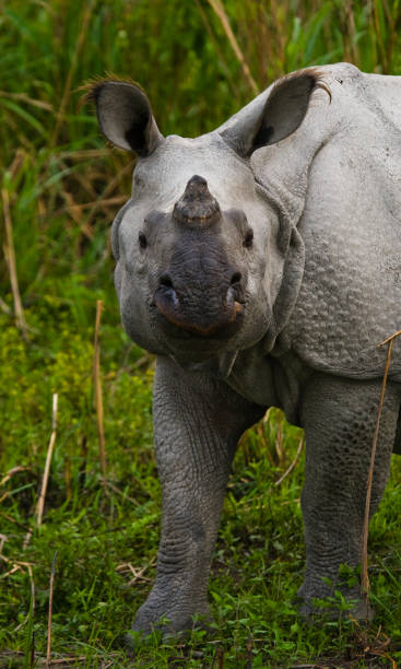 istock Wild Great one-horned rhinoceros is standing on the grass. 676497584