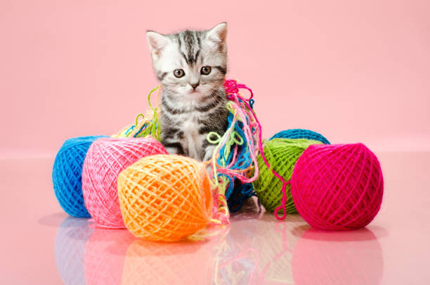 kitten the grey beautiful little kitten with many multi-coloured clew, on pink background , stare look on camera kitten playing with yarn stock pictures, royalty-free photos & images
