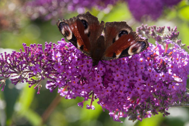 istock butterfly in summer on butterfly bush 676498728