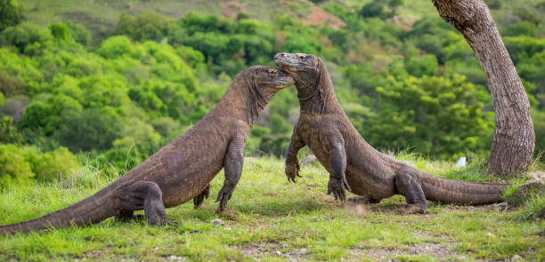 istock Komodo Dragons are fighting each other. 676499368