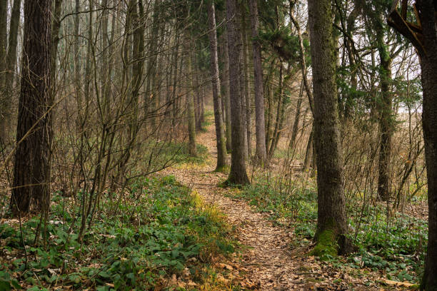 istock Path in the woods. Slovakia 676499516