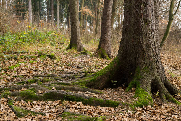 istock Roots of tree in forest. Slovakia 676499644