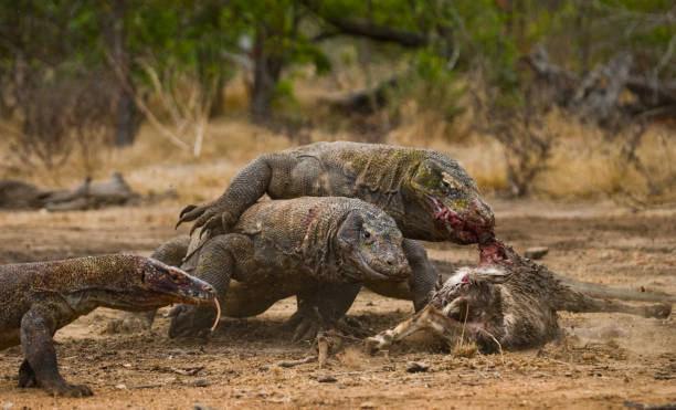 istock Komodo dragons eat their prey. 676499718