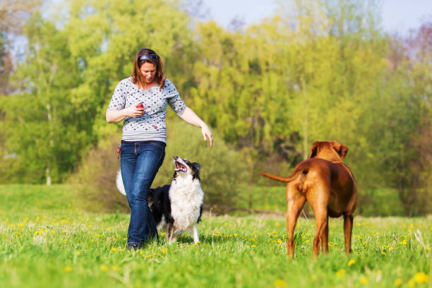 istock woman making dog dancing with her dog 676499744