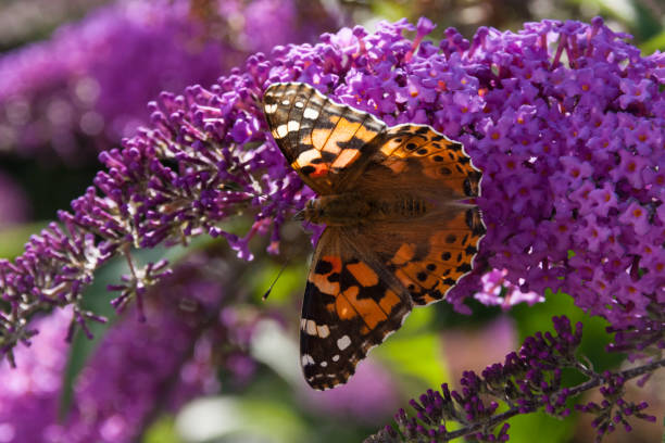 istock butterfly in summer on butterfly bush 676500114