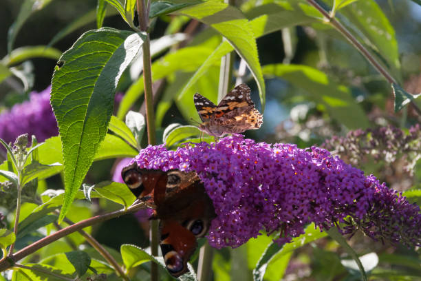 istock butterfly in summer on butterfly bush 676500528