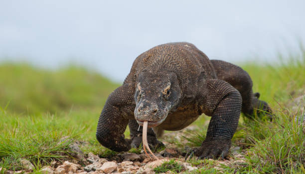istock Komodo dragon is on the ground. 676500768
