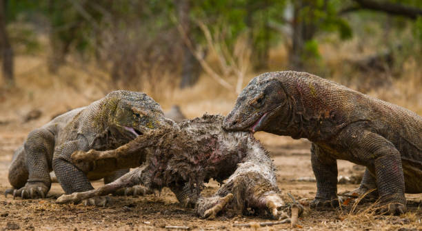 istock Komodo dragons eat their prey. 676501380