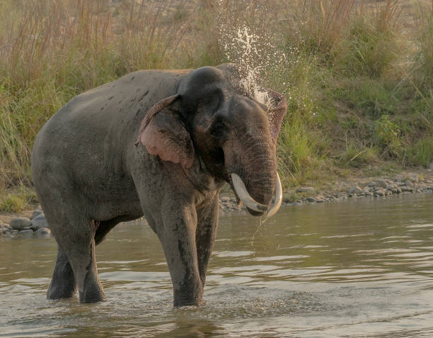 istock Indian Elephant - Tusker having water shower 676501412