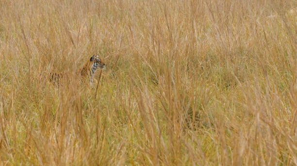 istock Tiger stalking prey in stealth mode 676501512