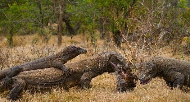 istock Komodo dragons eat their prey. 676501628