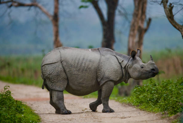 Wild Great one-horned rhinoceros is standing on the road in India. Wild Great one-horned rhinoceros is standing on the road in India. Kaziranga National Park. assam india stock pictures, royalty-free photos & images