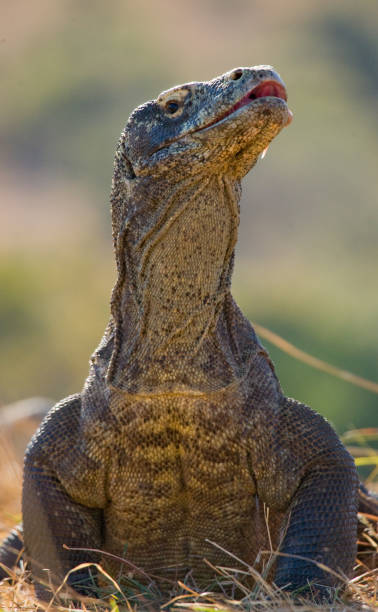 istock Komodo dragon is on the ground. 676502312