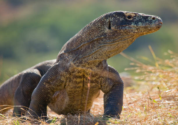 istock Komodo dragon is on the ground. 676502892