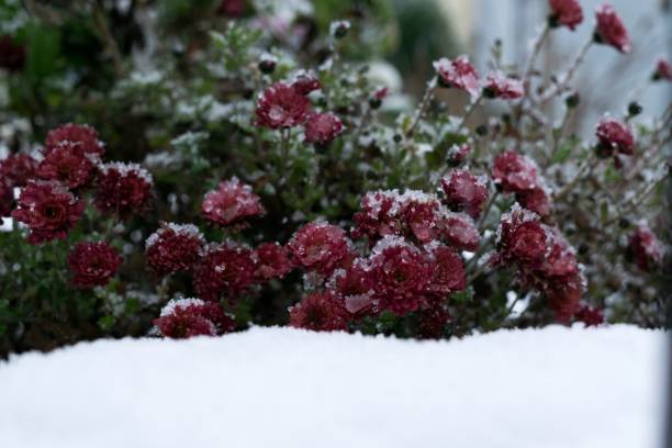 istock Frozen rose flower with snow during winter. 676513758