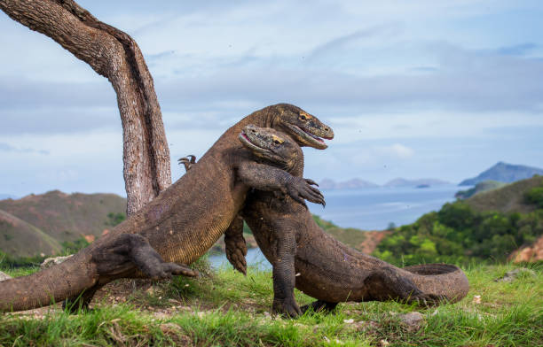 istock Komodo Dragons are fighting each other. 676514756