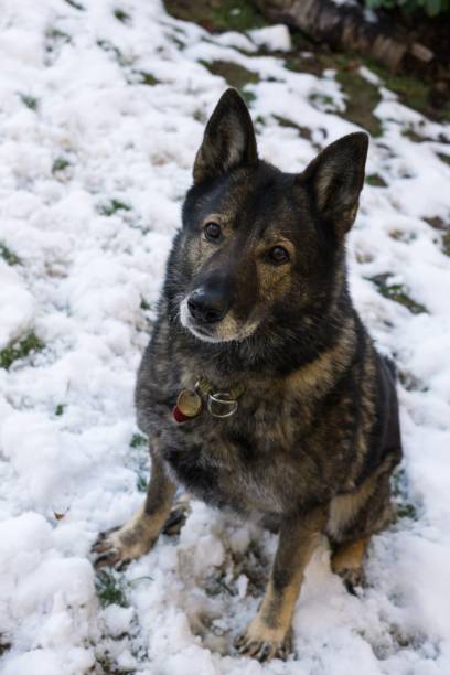 istock German Shepherd dog playing in the snow. Slovakia 676514998