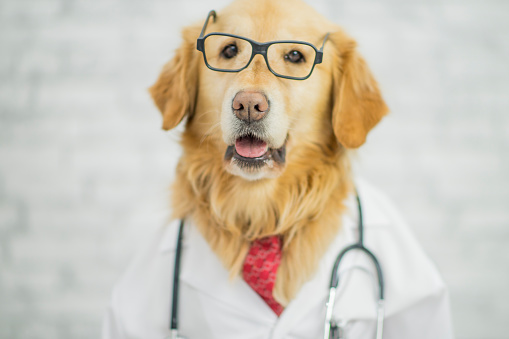 Cute smiling golden retriever sitting in bright white room wearing a doctor's lab coat, a red necktie, eyeglasses and a stethoscope around her neck.