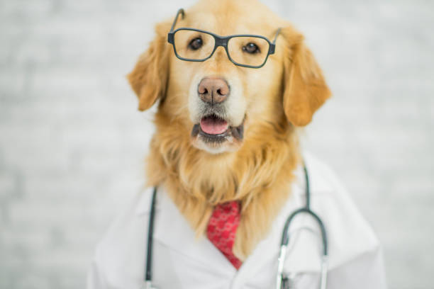 хорошее здоровье имеет важное значение - vet veterinary medicine dog doctor стоковые фото и изображения