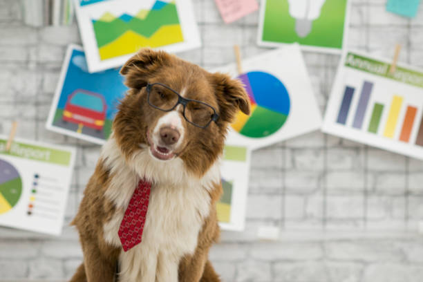 istock This Dog Means Business 676515100