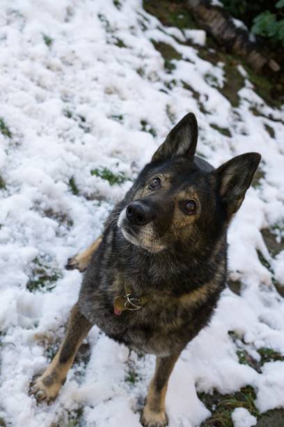 istock German Shepherd dog playing in the snow. Slovakia 676515154