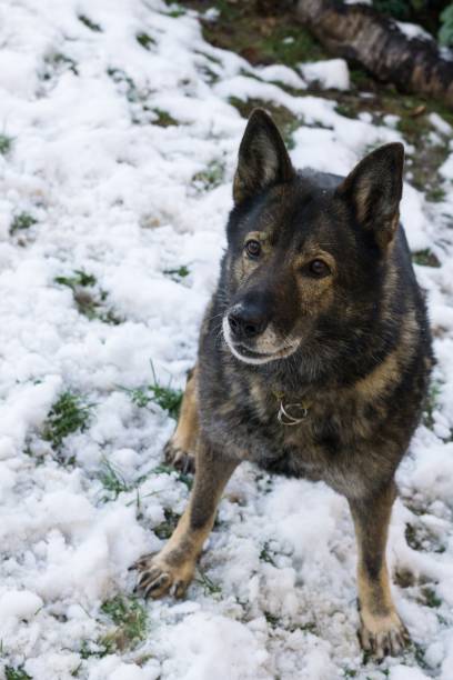 istock German Shepherd dog playing in the snow. Slovakia 676515156