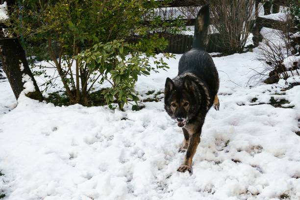 istock German Shepherd dog playing in the snow. Slovakia 676515292