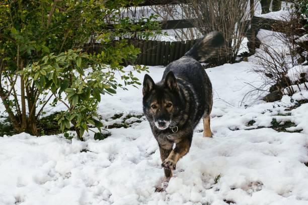 istock German Shepherd dog playing in the snow. Slovakia 676515368