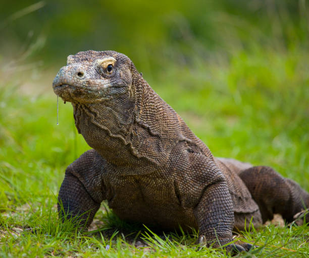 istock Komodo dragon is on the ground. 676515658