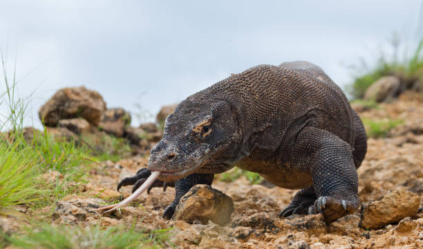 istock Komodo dragon is on the ground. 676515674