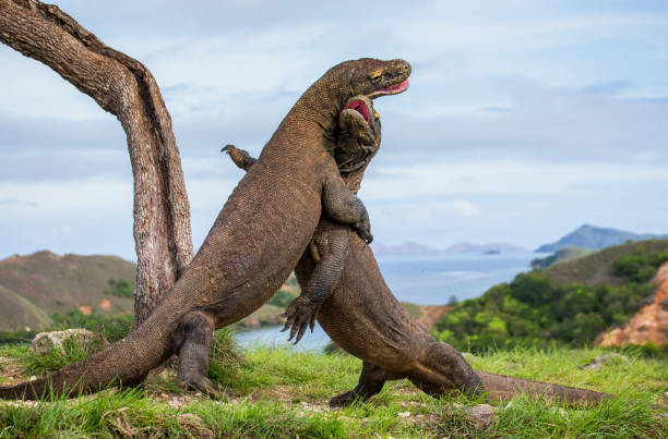 istock Komodo Dragons are fighting each other. 676515722