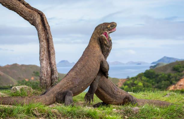 istock Komodo Dragons are fighting each other. 676515726