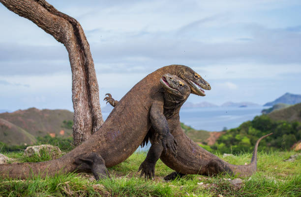 istock Komodo Dragons are fighting each other. 676516436