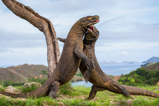 istock Komodo Dragons are fighting each other. 676516438