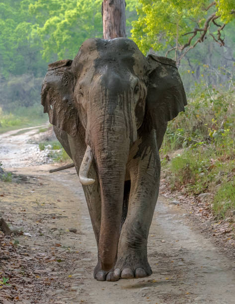 istock Tusker on the road - making a mock charge 676516522
