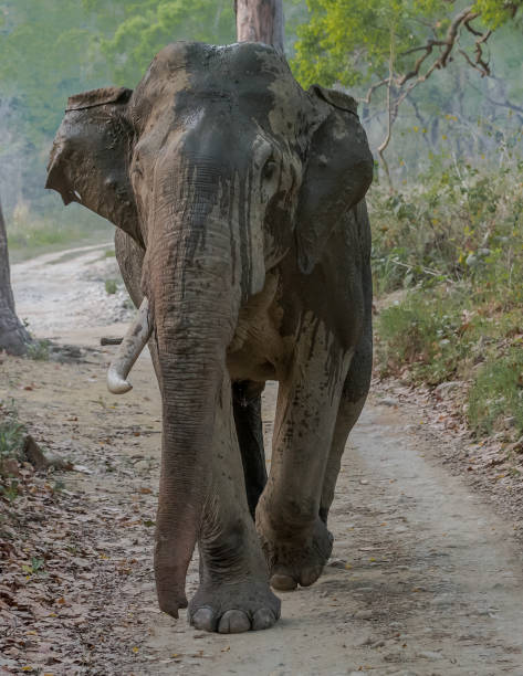 istock Tusker on the road - making a mock charge 676516552
