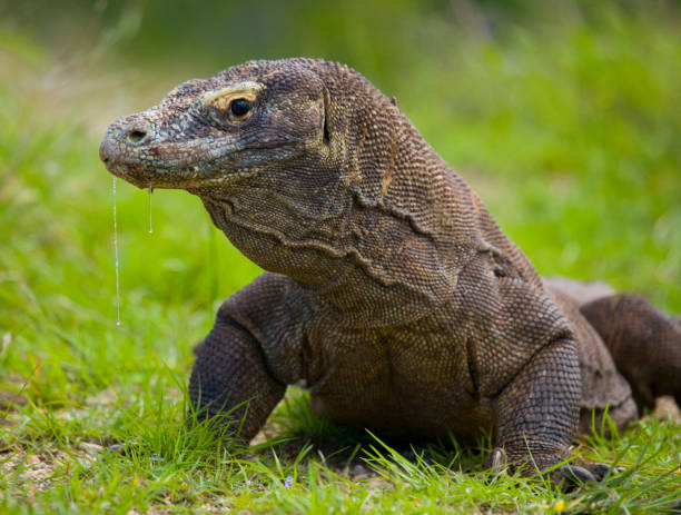 istock Komodo dragon is on the ground. 676517044