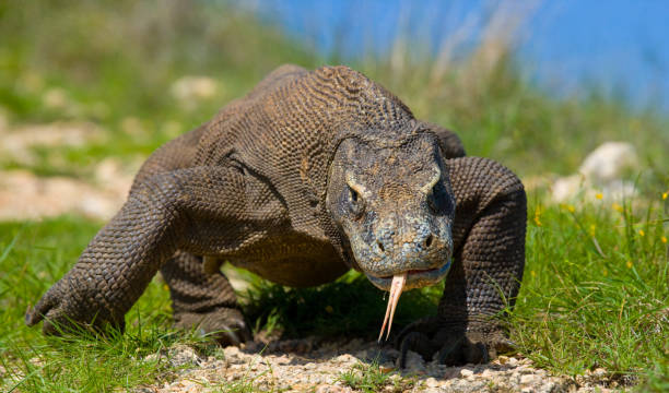 istock Komodo dragon is on the ground. 676517240