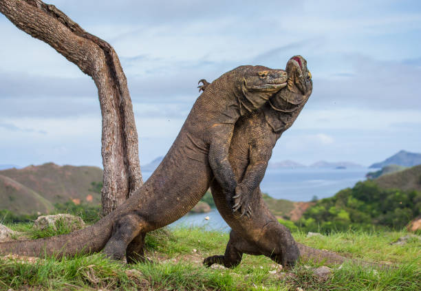 istock Komodo Dragons are fighting each other. 676517252