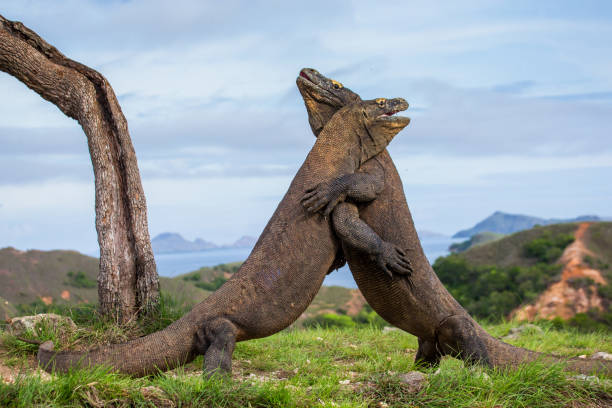 istock Komodo Dragons are fighting each other. 676517300