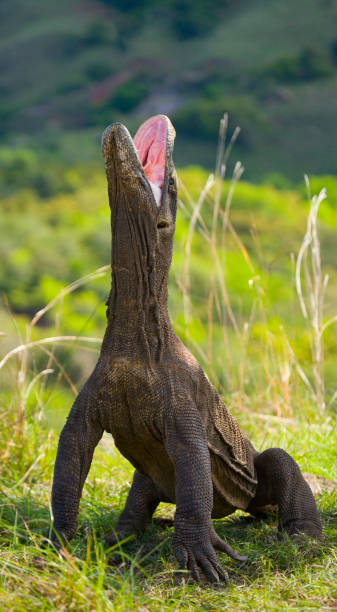 istock Komodo dragon is standing upright on their hind legs. 676517392