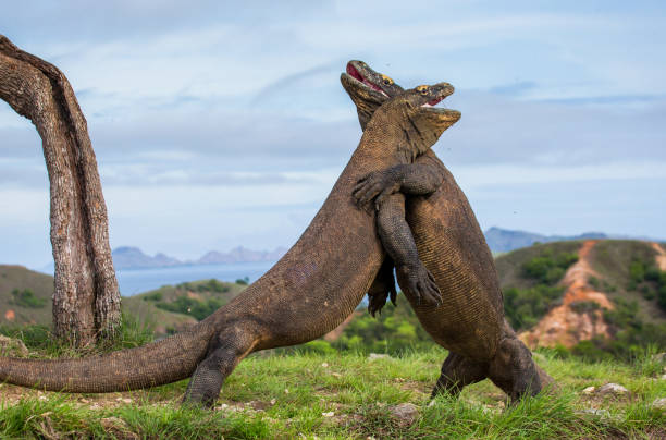 istock Komodo Dragons are fighting each other. 676517404