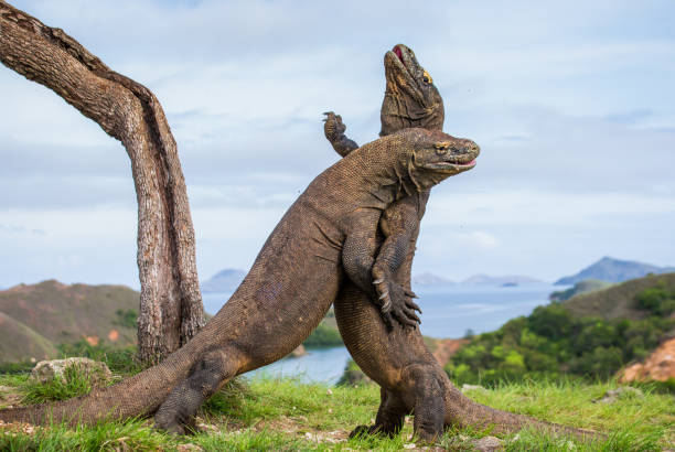 istock Komodo Dragons are fighting each other. 676517424