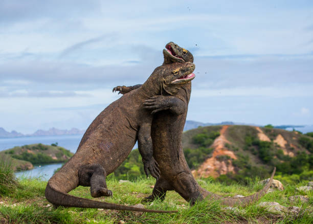 istock Komodo Dragons are fighting each other. 676517502