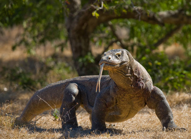 il drago di komodo è a terra. - nobody animals in the wild lizard reptile foto e immagini stock