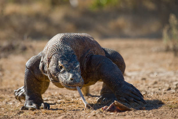 istock Komodo dragon is on the ground. 676519092