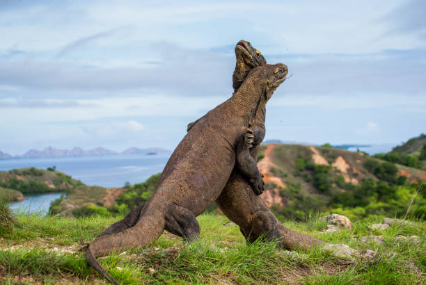 istock Komodo Dragons are fighting each other. 676520416