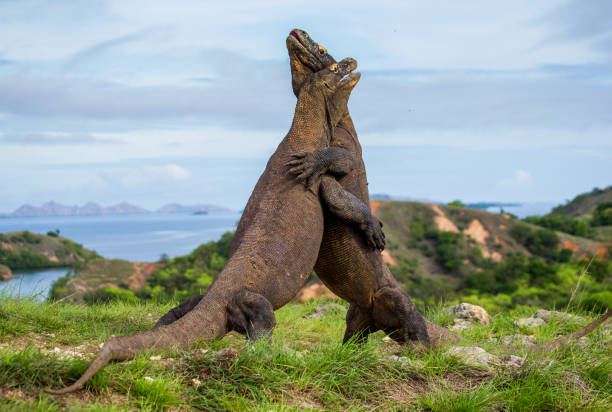 istock Komodo Dragons are fighting each other. 676522148